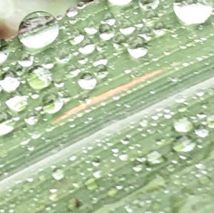 Meet your Posher, Niyeka